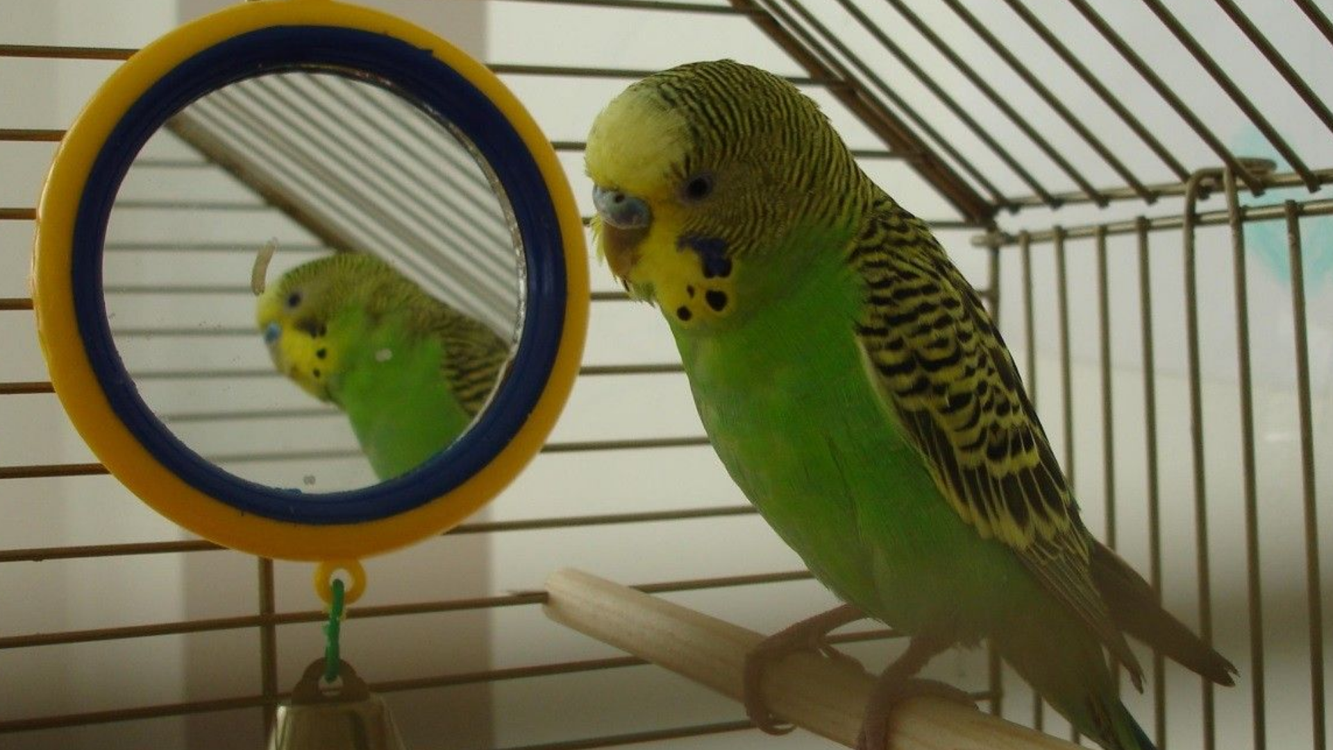 Говорящие попугаи в домашних условиях. «Клетка с попугаями» (реж. М. Диденко). Клетка для волнистого попугая.